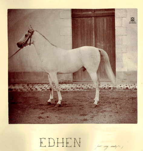 Foto 1890 pferd - ca, edhen